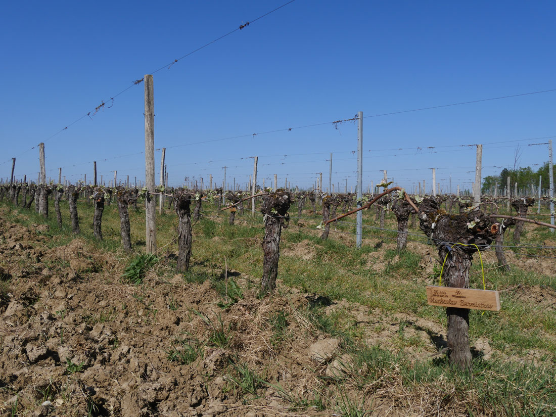 Виноградник на урожай